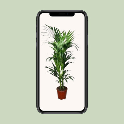 XL kamerplant - Howea - Pot Ø 24cm Hoogte ↕ 150cm