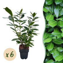 Buitenplant 6x Prunus laurocerasus 'Novita' - Groenblijvend, Haagplant - Pot Ø 17cm Hoogte ↕ 50cm