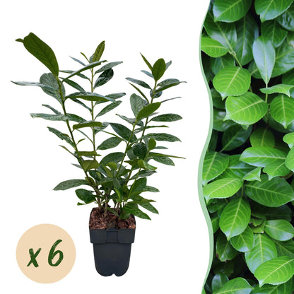 Buitenplant 6x Prunus laurocerasus 'Novita' - Groenblijvend, Haagplant - Pot Ø 17cm Hoogte ↕ 50cm