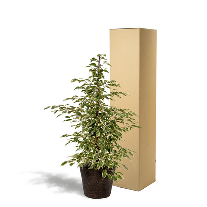 Kamerplant - Ficus benjamina Twilight - Pot Ø 21cm Hoogte ↕ 95cm