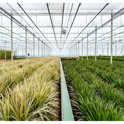 XL Kamerplant - Dracaena - Pot Ø 21cm Hoogte ↕ 120cm