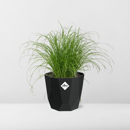 Kamerplant - Cyperus Alternifolius 'Zumula' - Pot Ø 14cm