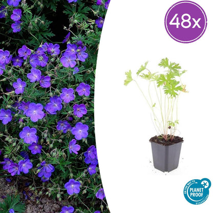 Buitenplant 48x Geranium 'Johnson's Blue' - Bloeiend - Pot Ø 9cm Hoogte ↕ 10-25cm