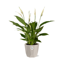 Kamerplant - Spathiphyllum Torelli - Inclusief sierpot - Pot Ø 12cm