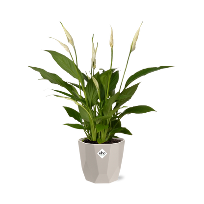 Kamerplant - Spathiphyllum Torelli - Inclusief sierpot - Pot Ø 12cm