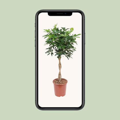 XL kamerplant - Schefflera Arboricola Compacta - Pot Ø 27cm Hoogte ↕ 120cm