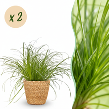 Kamerplant 2x Cyperus alternifolius Zumula - Kattengras - Pot Ø 12cm Hoogte ↕ 20cm