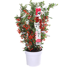 Buitenplant - Pyracantha coccinea 'Red Star' - Pot Ø 23cm Hoogte ↕ 75cm