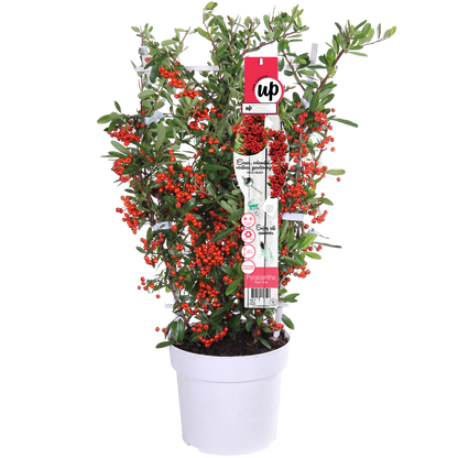 Buitenplant - Pyracantha coccinea 'Red Star' - Pot Ø 23cm Hoogte ↕ 75cm