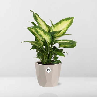 Kamerplant - Dieffenbachia 'Camilla' - Pot Ø 14cm