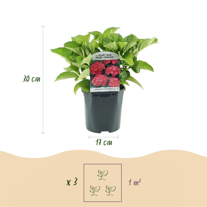 Buitenplant - Hortensia Hydrangea macrophylla Red - Bloeiend - Pot Ø 17cm Hoogte ↕ 30cm
