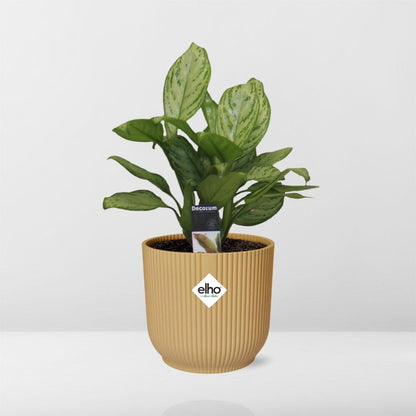 Kamerplant - Aglaonema Christina - Pot Ø 14cm