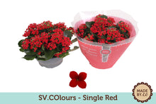 Kamerplant - Kalanchoe Single Red - Bloeiend - Pot Ø 23cm Hoogte ↕ 27cm