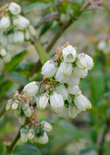 Buitenplant 5x Vaccinium corymbosum 'Brigitta Blue' - Pot Ø 13cm Hoogte ↕ 45cm