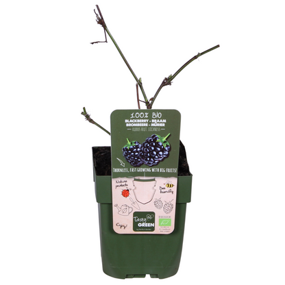 Buitenplant - Rubus idaeus Lochness - Bramen - Pot Ø 13cm Hoogte ↕ 45cm