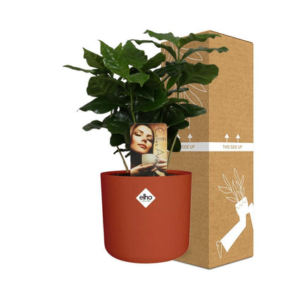 Kamerplant - Coffea Arabica - Pot Ø 14cm
