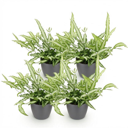 Kamerplant 4x Pteris cretica Albolineata - Lintvaren - Pot Ø 12cm Hoogte ↕ 20cm