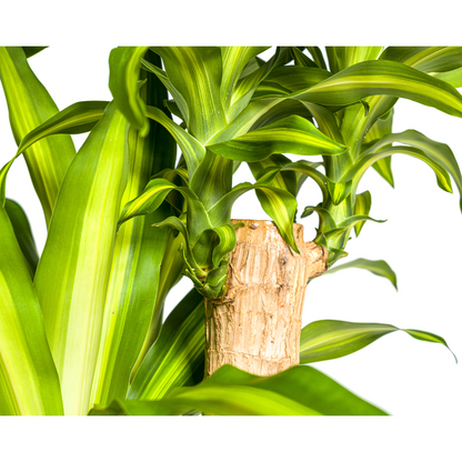 XL kamerplant - Dracaena Fragrans Massangeana - Pot Ø 30cm Hoogte ↕ 170-190cm
