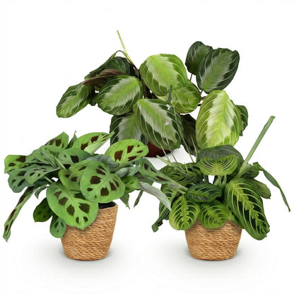 Kamerplant 3x Maranta mix - Gebedsplant - Pot Ø 12cm Hoogte ↕ 25cm