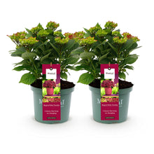 Buitenplant 2x Hydrangea 'Magical Tuesday & Saphire' - Hortensia Rood - Pot Ø 23cm Hoogte ↕ 55cm