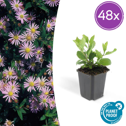 Buitenplant 48x Aster ageratoides 'Asran' - Bloeiend - Pot Ø 9cm Hoogte ↕ 10-25cm