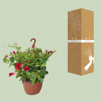 Buitenplant - Sundaville Hanging Basket Tricolor - Bloeiend - Pot Ø 25cm Hoogte ↕ 50cm