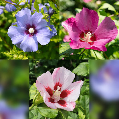 Buitenplant - Hibiscus syriacus 'Tricolour' op stam - Winterhard - Bloeiend - Pot Ø 19cm Hoogte ↕ 90cm