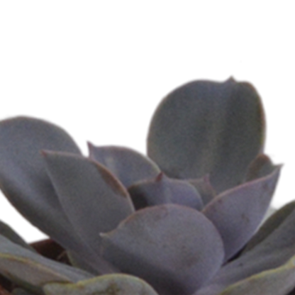 Kamerplant 5x Vetplanten mix - in terracotta pot - Pot Ø 5.5cm