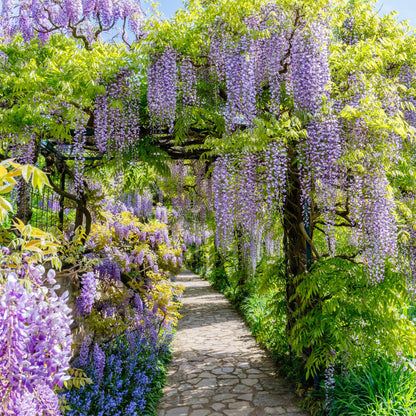 Buitenplant - Wisteria floribunda 'Prolific' - Bloeiend - Pot Ø 11cm Hoogte ↕ 40cm