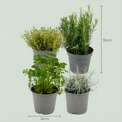 Buitenplant 8x Italiaanse Kruidenmix - Pot Ø 12cm Hoogte ↕ 12-15cm