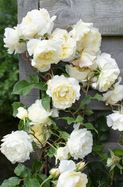 Buitenplant - Rosa Crazy in Love 'Vanilla' - Crème Roos - Bloeiend - Pot Ø 15cm Hoogte ↕ 65cm