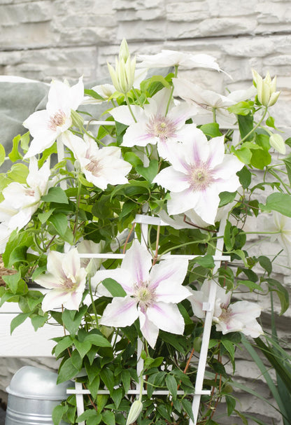 Buitenplant - Clematis Corinne - Bloeiend - Pot Ø 15cm Hoogte ↕ 65cm