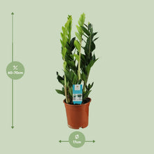 Kamerplant - Zamioculcas zamiifolia - Pot Ø 17cm Hoogte ↕ 65cm