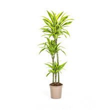 Kamerplant - Dracaena Deremensis Lemon Lime - Pot Ø 24cm Hoogte ↕ 130-150cm