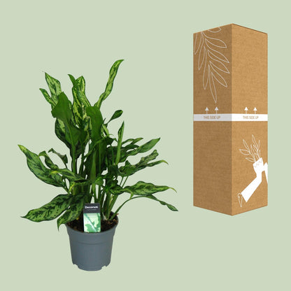 Kamerplant - Aglaonema Maria - Pot Ø 17cm Hoogte ↕ 55cm