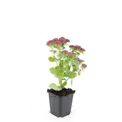 Buitenplant 24x Sedum 'Herbstfreude' - Bloeiend - Pot Ø 9cm Hoogte ↕ 10-25cm