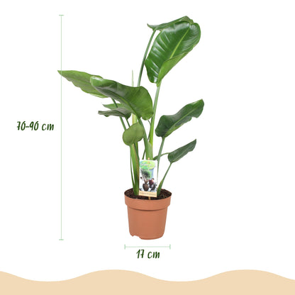 Green BoutiQ - Green is... Kamerplanten - Stelitzia Nicolai - Paradijsvogelbloem - Weinig onderhoud - Groen - 1 Plant - Pot 17cm - Hoogte 70-90cm