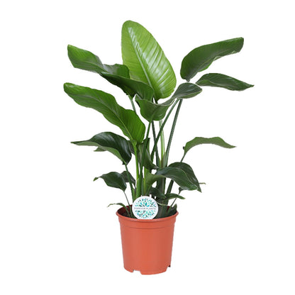 Kamerplant - Strelitzia Nicolai - Hoogte ↕ 35-250cm