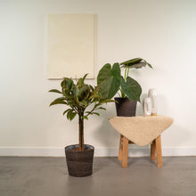 Kamerplant Set - Ficus Elastica Melany + Alocasia Wentii + Mand Igmar