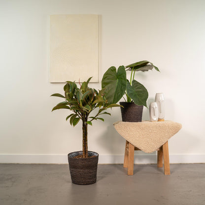 Kamerplant Set - Ficus Elastica Melany + Alocasia Wentii + Mand Igmar