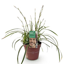 Buitenplant - Carex morrowii 'Ice Dance' - Winterhard - Pot Ø 17cm Hoogte ↕ 50cm