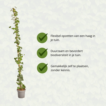 Buitenplant - Hedera hibernica - Klimop Gestokt - Hoogte ↕ 150-175cm