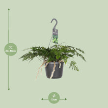 Kamerplant - Humata Tyermannii - Pot Ø 17cm Hoogte ↕ 20cm