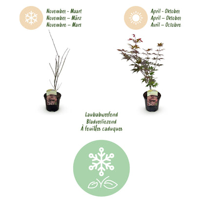Buitenplant 2x Acer palmatum Atropurpureum - Pot Ø 19cm Hoogte ↕ 70cm