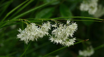 Buitenplant 12x Luzula nivea - Pot Ø 9cm Hoogte ↕ 10-25cm