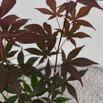 Buitenplant 3x Acer palmatum Atropurpureum - Pot Ø 12cm Hoogte ↕ 35cm
