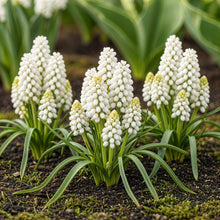 Buitenplant 50x Muscari White Magic - Bloeiend - Bolmaat 6/7