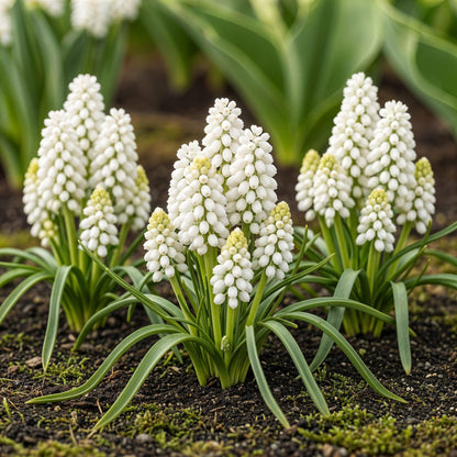 Buitenplant 50x Muscari White Magic - Bloeiend - Bolmaat 6/7