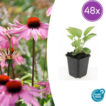 Buitenplant 48x Echinacea p. 'Magnus' - Bloeiend - Pot Ø 9cm Hoogte ↕ 10-25cm