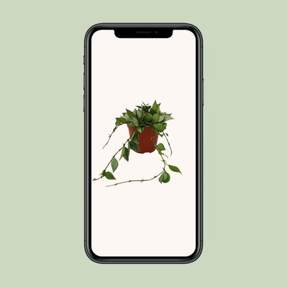 Kamerplant - Hoya Krohniana Eskimo - Hangplant - Pot Ø 12cm Hoogte ↕ 15cm